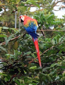 macaw amazon tour