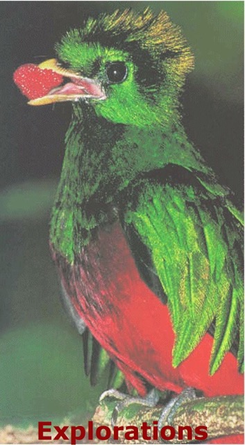 quetzal_WM