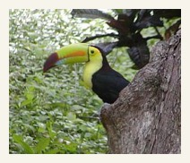toucan