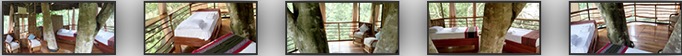 Treehouse Amazon Lodge #1
