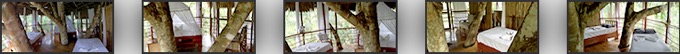 Treehouse Amazon Lodge #4