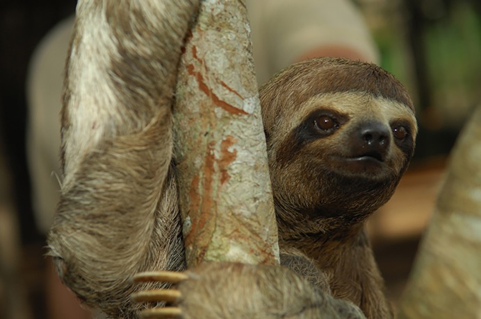 Amazon - Three Toed Sloth - 03