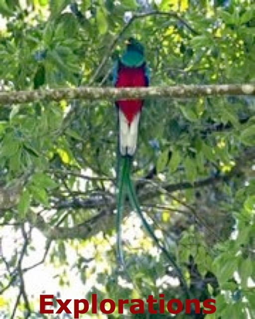 Resplendent Quetzal 1_WM