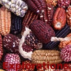 Peruvian_corn copy_WM