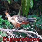 Amazon Tambopata rainforest nature wildlife-13_WM