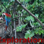 Amazon Tambopata rainforest nature wildlife-4_WM