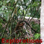 Amazon Tambopata rainforest-4_WM